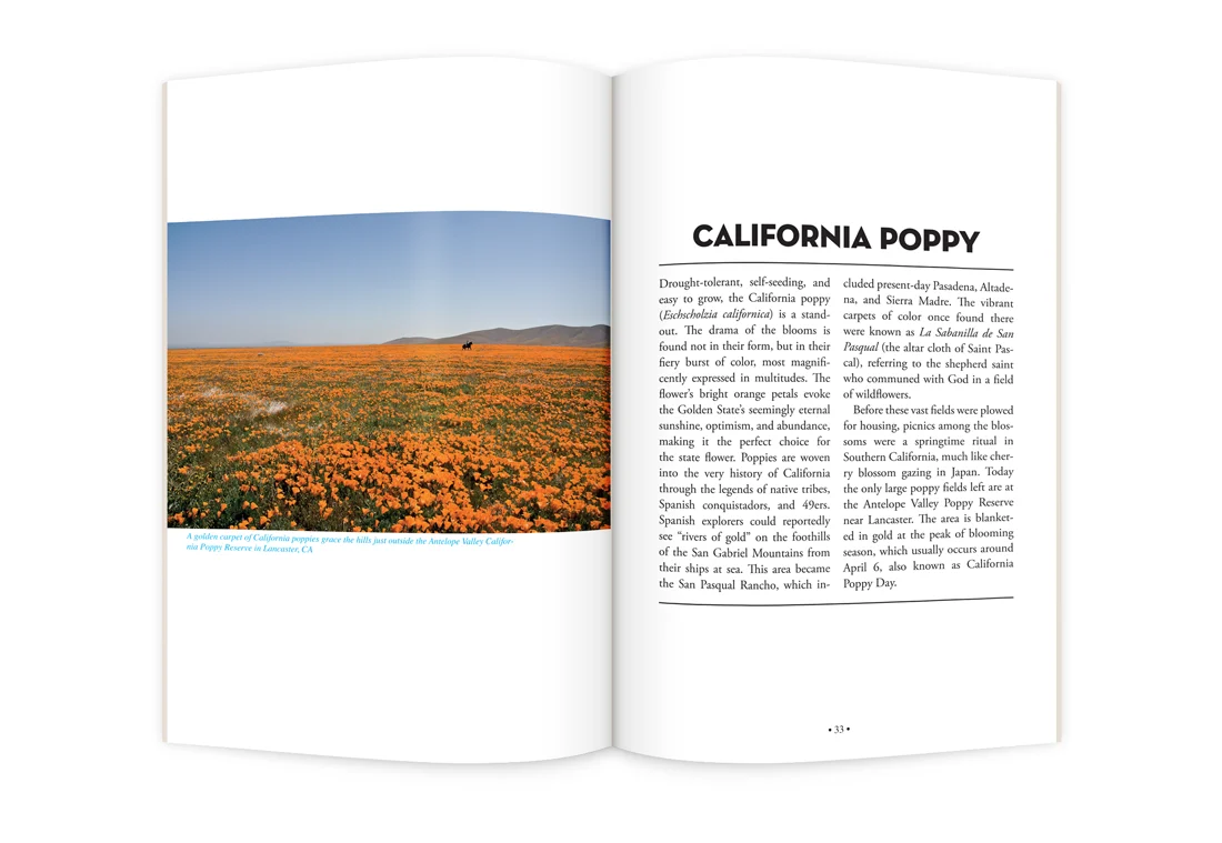 SoCalpageviewCaliforniaPoppy_1100x